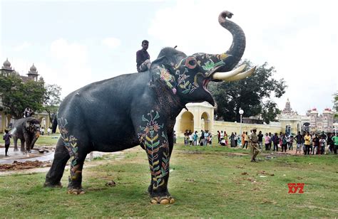 mysore dasara elephant arjuna